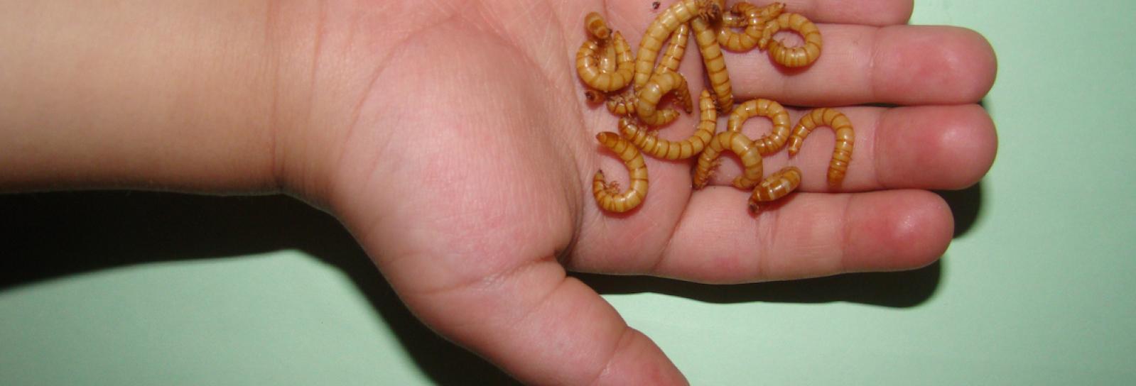 Melorme i barnehånd